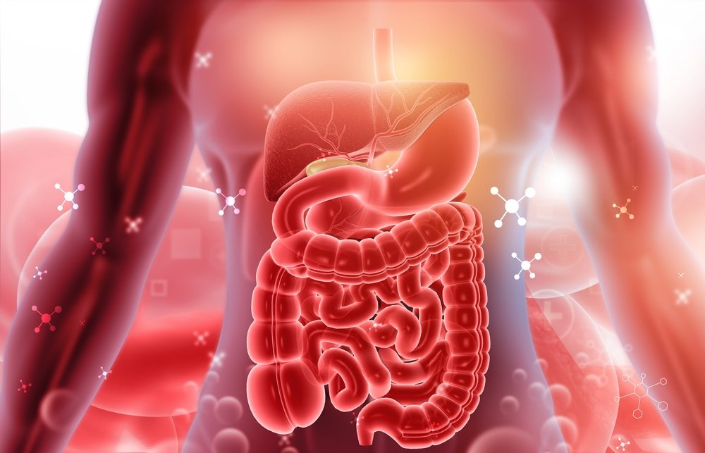 A rendering of the human digestive system.