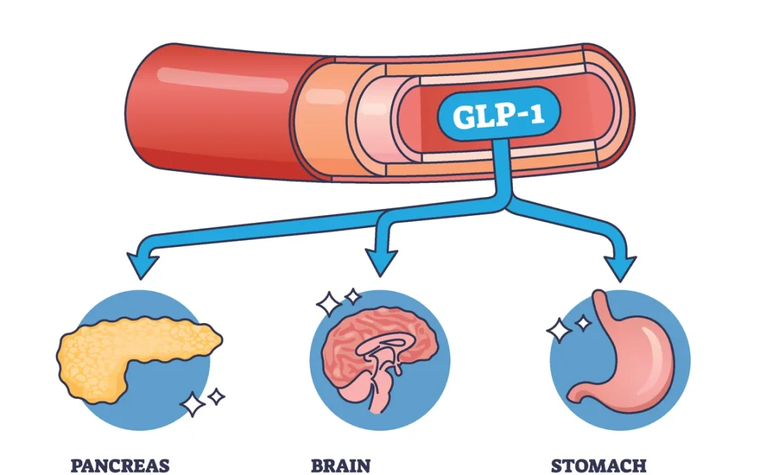 Illustration of GLP-1 (glucagon-like peptide-1) showing its effects on the body, including increased insulin release in the pancreas, increased satiety and reduced appetite in the brain, and slowed gastric emptying in the stomach
